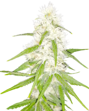 1721320077512.png 1721320077512.png