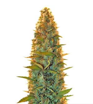 1722070641446.png 1722070641446.png