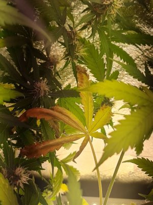 photo_5285027437949869021_y.jpg photo_5285027437949869021_y.jpg