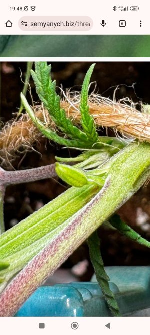 Screenshot_2024-08-05-19-48-07-032_com.android.chrome.jpg Screenshot_2024-08-05-19-48-07-032_com.android.chrome.jpg