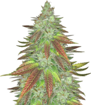 1722984855485.png 1722984855485.png