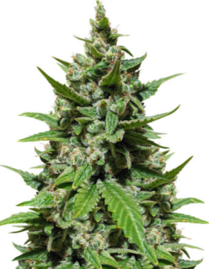 1722984888569.png 1722984888569.png