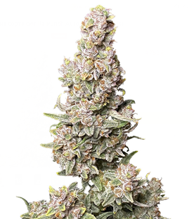 1723038950047.png 1723038950047.png