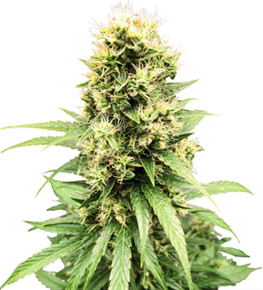 1723107618059.png 1723107618059.png