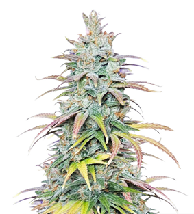 1723107622126.png 1723107622126.png