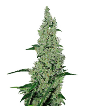 1723210324882.png 1723210324882.png