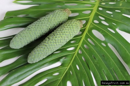 Monstera-Fruit-Salad-Tree-945-2900310431.jpeg