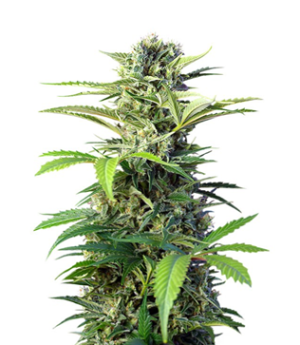 1723906803146.png 1723906803146.png