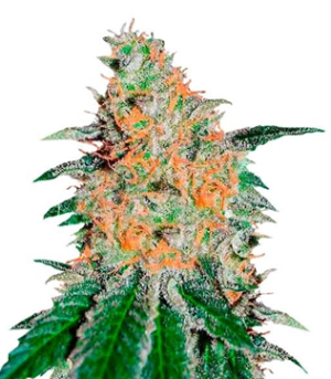 1723906807478.png 1723906807478.png