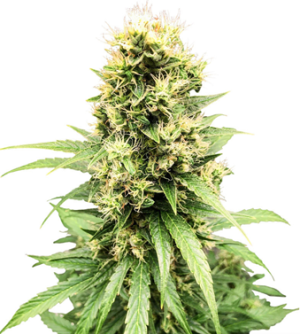 1723988085986.png 1723988085986.png