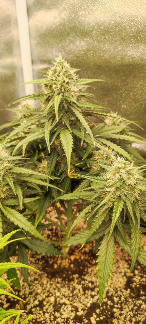 1000006973.jpg 1000006973.jpg