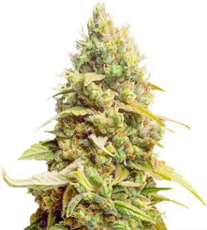 1724314217728.png 1724314217728.png