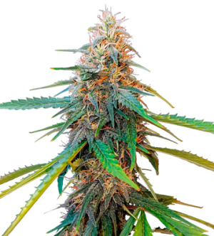 1725259580229.png 1725259580229.png