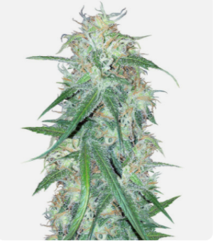 superlemonhaze.png superlemonhaze.png