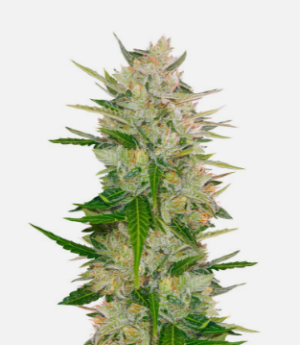 automazar.png automazar.png