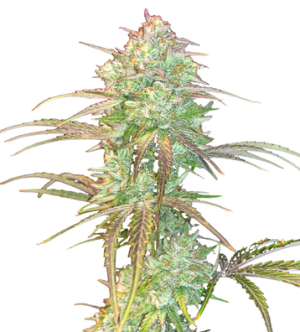 1725448896860.png 1725448896860.png