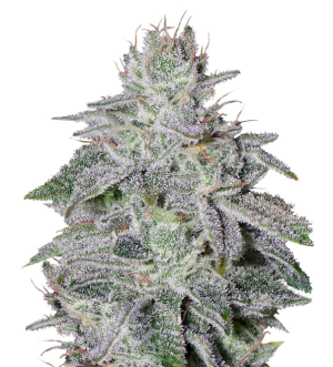 1725452594963.png 1725452594963.png