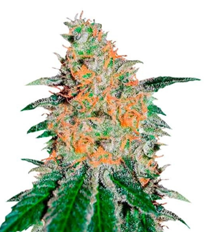 1726312370108.png 1726312370108.png