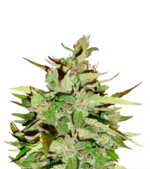 1726312373851.png 1726312373851.png