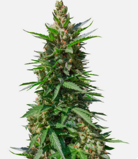 1726656387135.png 1726656387135.png