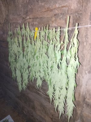 IMG_20240923_221722.jpg IMG_20240923_221722.jpg