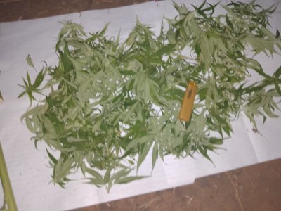 IMG_20240923_221801.jpg IMG_20240923_221801.jpg