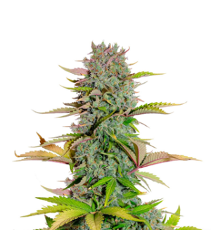 1727858521816.png 1727858521816.png