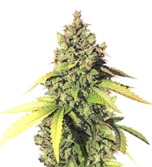 1727886460536.png 1727886460536.png