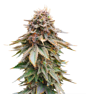 1727947080569.png 1727947080569.png