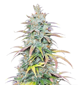 1727947085422.png 1727947085422.png