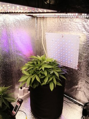 IMG_20240619_211531.jpg IMG_20240619_211531.jpg