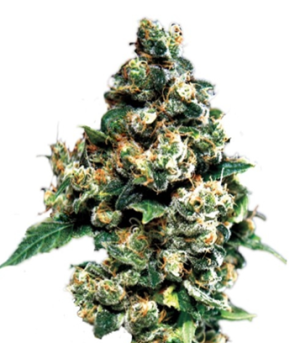 1728842765268.png 1728842765268.png