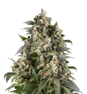 1728842795039.png 1728842795039.png