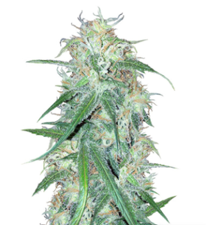 1728842806075.png 1728842806075.png