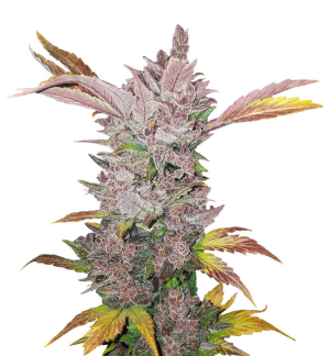 1729163601613.png 1729163601613.png