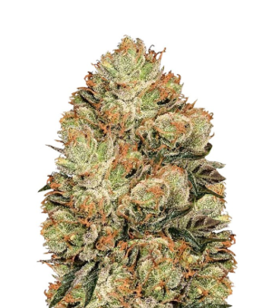 1729422989719.png 1729422989719.png