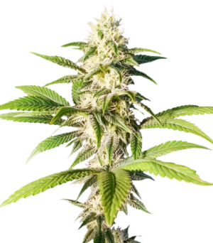 1729423040992.png 1729423040992.png