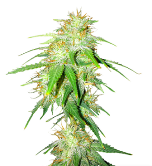 1729852973494.png 1729852973494.png