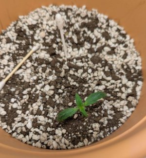 Два маленьких автика