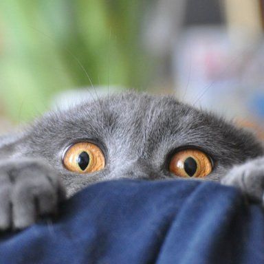 semyanich-forum.online